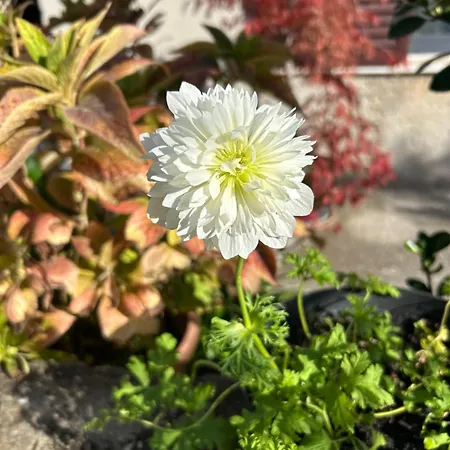 Dom wakacyjny Casa Flora Kraljevica
